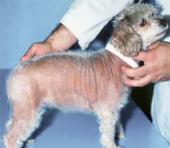 5 Common Causes of Hair Loss in Dogs - A Peaceful Farewell